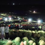 緑　コキア　230929 (1 - 1)